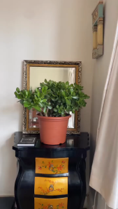 jade money garden decor