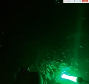 Lampu Pancing LED Lampu Bawah Air 50Watt 12-24V Green Fishing Light