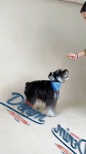 ผ้าพันคอเดนิมใส่ได้สองด้าน Denim Collection ลายทาง (เฉพาะผ้าพันคอ) | CLAWSET.BKK