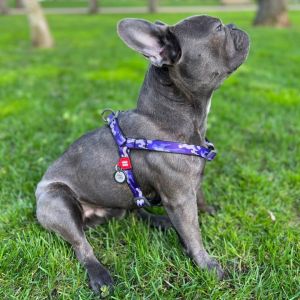 WAUDOG Dog Harness + Free Dog Smart ID Tag | Step In Harness | Soft Nylon | Lock Buckle Small to Large Dogs
