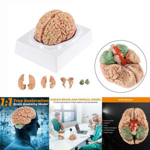 1:1 Human Brain Model Anatomically Accurate Brain Model Life Size Human Brain Anatomy for Science Classroom Study Display Teaching Medical Model