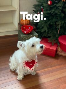 Tagi. Haha Puppy Love Drool Pet Bib