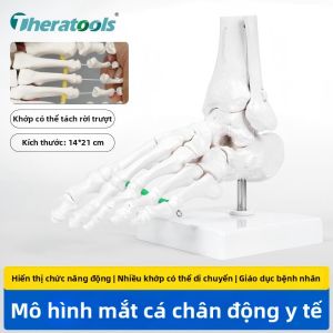 Theratools | Mô Hình Chức Năng Khớp Chân và Cổ Chân
