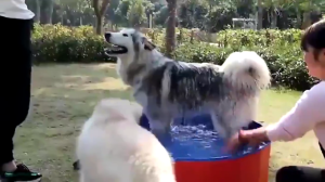 Foldable Pet Swimming Pool Portable Dog Pool kids Pets Cats Outdoor Bathing