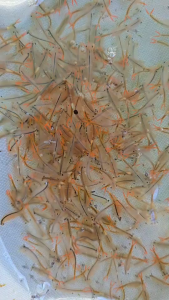 ไข่ไรน้ำนางฟ้าสิรินธรหลอดไมโครทิวป์ (ขนาด 1.5 กรัม นน.รวมทิวป์) 1 ชิ่น