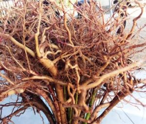 akar kayu senggani untuk AQUASCAPE 1 ikat isi 10