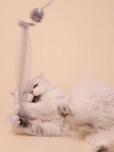 Tongkat Kucing Premium Tongkat Bulu Mainan Kucing