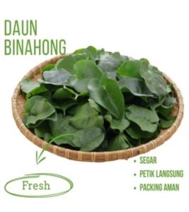 Jual Daun Binahong Segar Hijau Petik Saat Order Masuk Berat1 kg