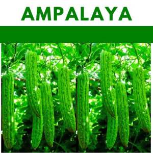 AMPALAYA seeds Sta. Lucia vegetable repacked seeds gardening