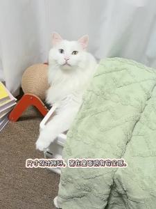 hipidog | Pet Blanket For Sleeping Cats And Dogs
