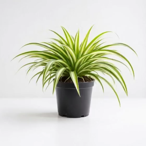 SPIDER PLANT " LIVE PLANT " WITH A PLASTIC POT