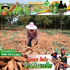 🔥🥔 B-Organic plus 100ml.สารฟลาโวนอยด์ (ออร์แกนิคแท้)  ปุ๋ยอินทรีย์ เกษตรอินทรีย์ ของแท้ !!   479 บาท