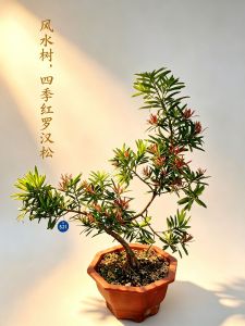 Bonsai tree with green and red leaves labeled as "Wind water tree four seasons red Luohan pine" in Chinese characters.FengShui Bonsai四季红罗汉松