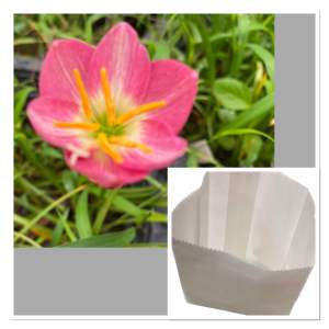 ภ.หัวดอกบัวดิน Pink Needles หัวละ 25บาท