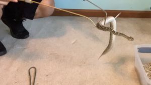 Snake Hook Reptile Grabber Rattle Snake CatcherStainless Steel And Aluminium Alloy Handing Tool3-Section Extandable 26 -53 66cm-135cm - intl