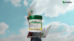 คิวเรียม ขนาด 50 กรัม กำจัดแมลงได้ทั้งไข่และหนอนทุกระยะ 3 กรัม ต่อน้ำ 20 ลิตร (1 กระปุกใช้ 3-4 ไร่)