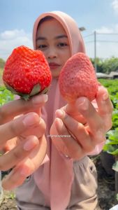 Vitabee 5 Keripik Buah Gratis 1 Strawberry/Yoghurt - Kemasan 50 Gram Nangka Apel Salak Pisang Salak