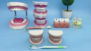 Dental Model Study Edukasi Dokter Gigi Phantom Studi Rahang Gigi Typodont Gusi Karet Alat Peraga Gigi Patung Gigi Anak