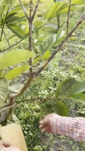 ถุงห่อผลไม้ กระดาษห่อฝรั่ง ขนาด20X30 มีประมาณ 500 แผ่น ถุงห่อฝรั่ง ถุงห่อมะม่วง คาร์บอนขนาด เหนียว กันเเดด กันฝน กันแมลงและนก แข็งแรงทนทาน ได้เป็นอย่างดี