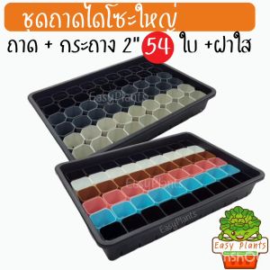 ถาดไดโซะ ถาดบ่มแคคตัส ถาดเพาะเมล็ดพลาสติกหนา ถาดเพาะต้นอ่อน ถาดปลูกต้นไม้ Daiso Tray ทนแดด ไม่กรอบแตก โรงงานผลิตโดยตรง