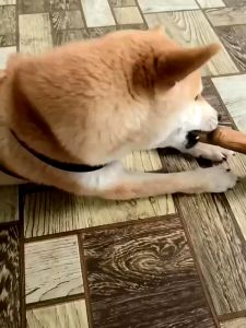 Pet Dog Chew Toys Molar Teeth Clean Stick Interesting Pine Wood Cute Bone Shape Durable Bite Puppy Interactive Toy Pet Supplies Durable Pet Dog Chews Toys Teeth Clean Stick Cowhide Dog Molars Toy Interactive Pet Supplies Portable Dog Accessories