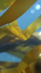 128 Saccharina Japonica Bright & Radiance Kit by Makarizo