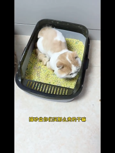 ห้องน้ำแมว กระบะทรายแมว พื้นที่มากมาย รุ่นขอบสูงมีตะแกรงดักทราย แถมพลั่วตักทรายแมวและถุงดับกลิ่น Cat Litter Boxes