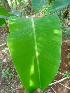 Daun Pisang Segar Bugar 1 kg siap kirim