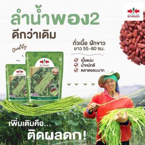 er ถั่วฝักยาว ลำน้ำพอง2 สมบูรณ์ 500 กรัม เมล็ดถั่วฝักยาว สมบูรณ์ ลำน้ำพอง2 ถั่วฝักยาว