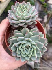 Echeveria 'Claudia' Rose Succulent 克罗地亚玫瑰多肉植物| Lazada