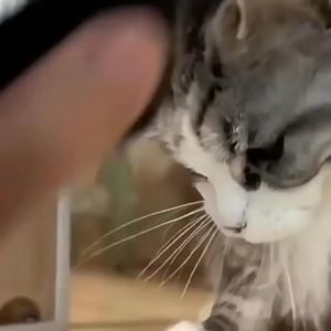 Topeng Batman Kucing Mainan Kucing Cat Mask Topeng Kucing Selebriti Internet Pet Handsome Decoration