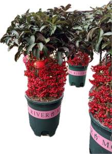 #ต้นมหาเฮง (Christmas Berry Coral Berry) #มหาเฮง ไม้มงคลของชาวญี่ปุ่นและไทยลูสีแดงสดเหมือนอรุณรุ่งอยู่กลางธงชาติของชาวญี่ปุ่น 🎉🎉🎉 ต้นมหาเฮง 🌿(เม็ดเงินเม็ดทอง💸)  ต้นมหาเฮง (Christmas Berry Coral Berry) หรือ ต้นตาเป็ดตาไก่ พันธุ์ไม้ขนาดกเล็กถึงกลางมี