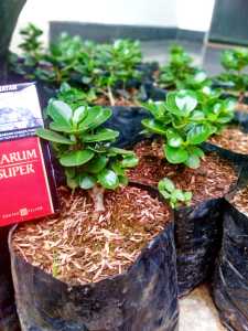 Bibit ficus Dolar Mangkok Mikro ori bonsai