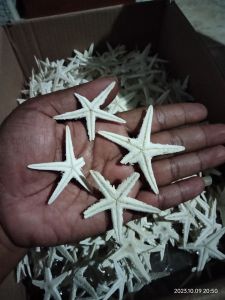 cangkang kerang bintang laut asli 10 pcs
