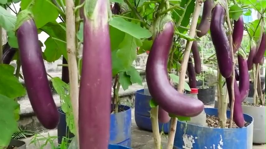 LONG EGGPLANT SEEDS (40 SEEDS) LONG PURPLE VARIETY/HYBRID/EASY TO PLANT - 1PACK