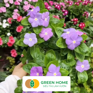 Hạt Giống Hoa Dừa Cạn Greenhome Gói 003gr~30 hạt Sai Hoa Màu Rực Rỡ Dễ Trồng Quanh Năm Nảy Mầm Cao H09