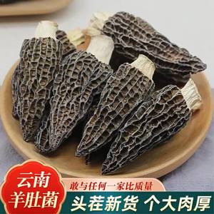 Wild Top Grade Morel 500g