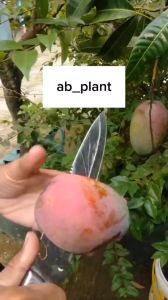 Bibit Mangga Irwin Okulasi Unggul Cepat Berbuah Manis