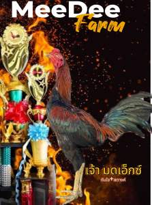 ไข่ไก่ชนพม่า เจ้ามดเอ๊กซ์ ทันใจ+ สตางค์