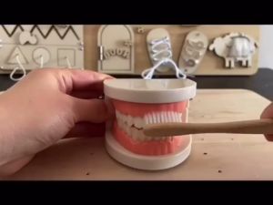 Anatomi Model Gigi Demonstrasi Typodont Standar Untuk Belajar