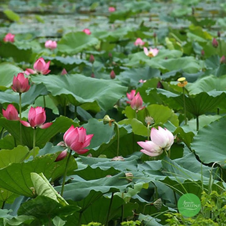 Ph%C3%A2n%20b%C3%B3n%20l%C3%A1%20-%20Thu%E1%BB%B7%20S%C3%ADnh%2006%20-%20Image%201