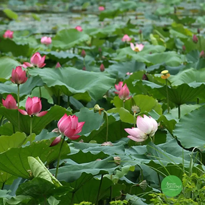 Ph%C3%A2n%20b%C3%B3n%20l%C3%A1%20-%20Thu%E1%BB%B7%20S%C3%ADnh%2006%20-%20Image%201