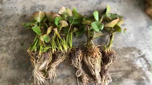 Hoa súng màu cam cá hồi cà rốt nhiều thân con nhanh phát triển