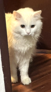 80g Feline Gourmet Wet Can All Stages Adult Kitten Cat Cats Wet Food Pet Essentials