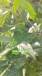 1 kg Daun Mengkudu Segar / 500 gram Daun Cangkudu (PACE)