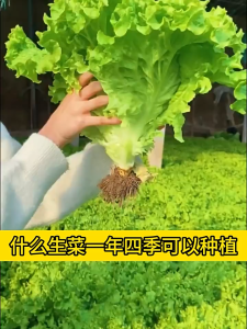 3000 เมล็ด เมล็ดพันธุ์สลัดกรีนโอ๊คเมล็ดสลัดกรีนโอ๊ค เมล็ดพันธุ์ผักสลัดกรีนโอ๊คพลัสเมล็ดผักสลัดกรีนโอ๊ค