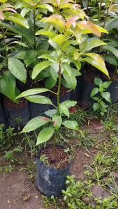 Bibit Alpukat Pangeran Super Pulen