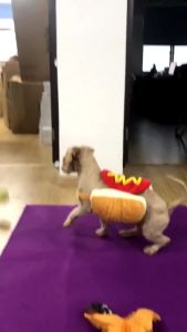 Hot Dog Shaped Pet Dog Costume: A Fun & Cute Halloween Outfit