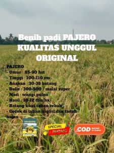 benih bibit padi PAJERO gabah super unggul berkualitas kemasan 1kg