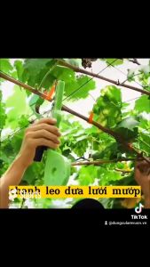 Combo máy buộc dây cây trồng + 30 cuồn dây + 1 hộp kim